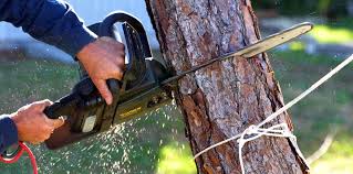 Why Choose Our Tree Removal Services in New Smyrna Beach, FL?