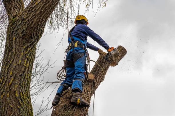 Trusted New Smyrna Beach, FL  Tree Services Experts